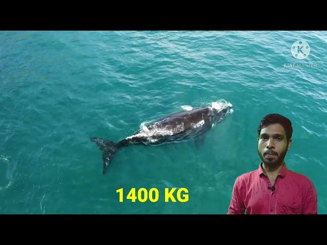 How large Blue  whale Heart | Short  video | Sohel  Motivation