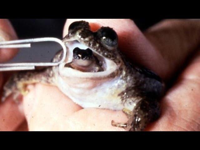 Crazy Extinct Frog Reborn by Scientists