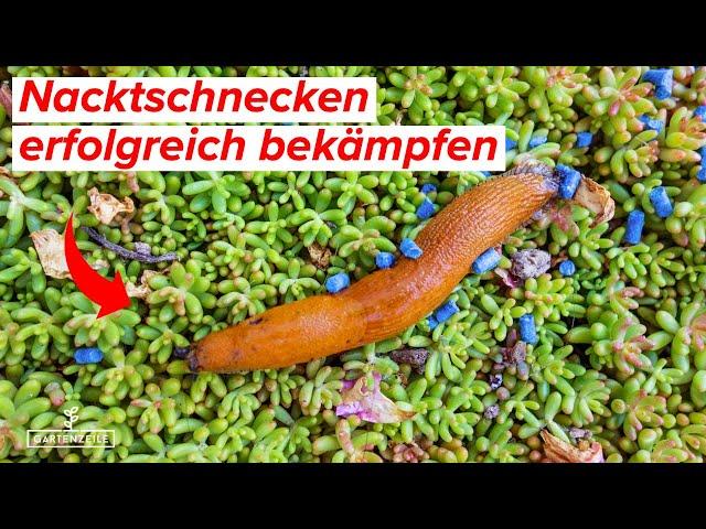 Die beste Schneckenfalle, die es gibt - TOP HAUSMITTEL! - Nacktschnecken erfolgreich bekämpfen!