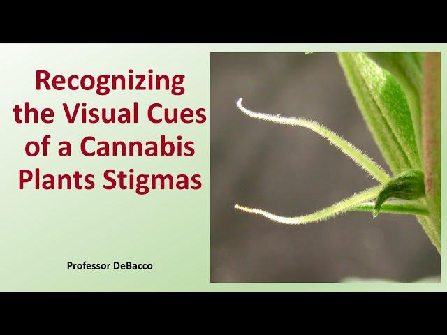 Recognizing the Visual Cues of a Cannabis Plants Stigmas