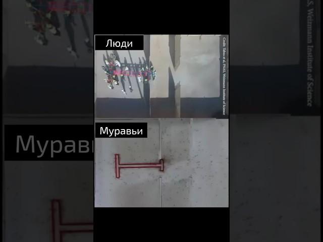 Люди против муравьёв: кто умнее в команде?