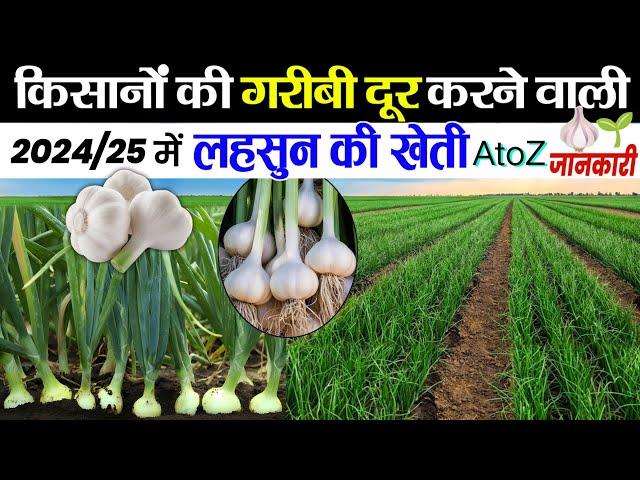 Lahsun ki khetiलहसुन की खेतीA to Z जानकारी | Lahsun ki kheti kab aur kaise karen ‍Garlic farming