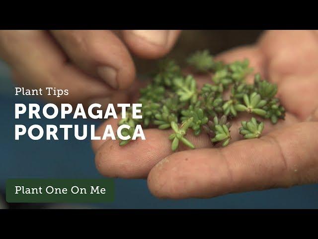 How to Propagate Portulaca — Ep 106