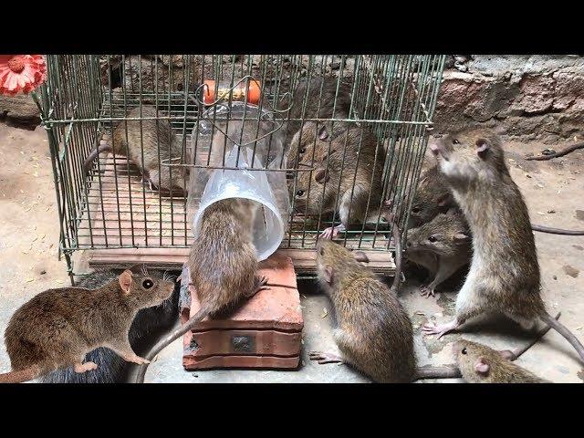 Best Rat Trap 2019  15 Mice in trapped 1 Hour  Mouse/ Rat trap  How to Make Rat Trap