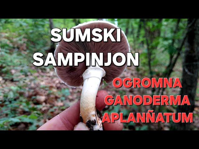 Sumski sampinjon, Ganoderma aplannatum! 18. jul.2024