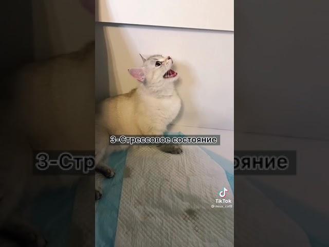 Почему кошка бросает котят?