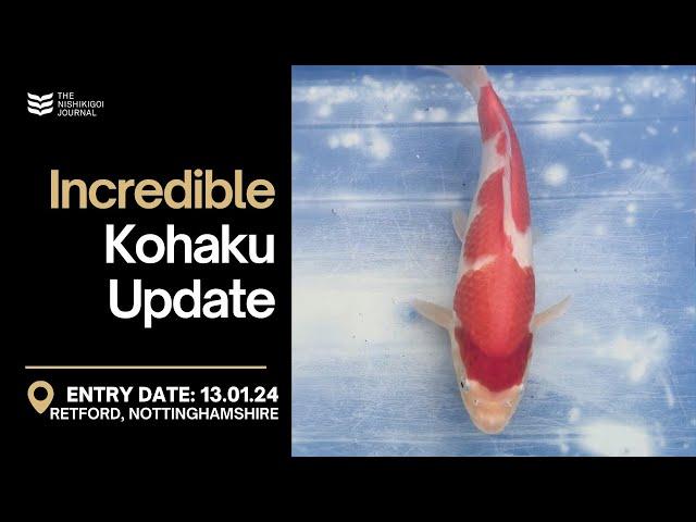 AMAZING Update On The NND Kohaku | The Nishikigoi Journal | EP#027