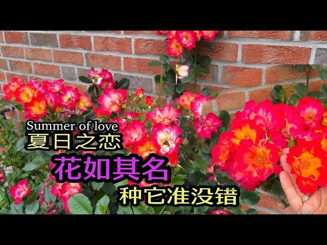 ［月季品种推荐］超皮实勤花抗病性好的灌木丰花月季Summer of love夏季之恋Rose/ADR认证的渐变色吸睛月季/耐雨淋耐寒耐晒的月季/23.11.2024