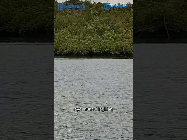 Kemunculan Lumba-Lumba di Laut Batam