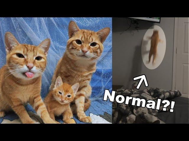 Orange cats typical behavior