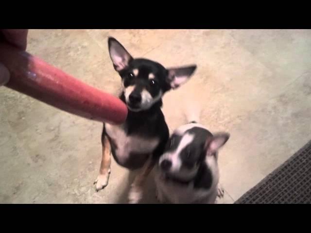 Chihuahuas Begging and Dancing for Sausage