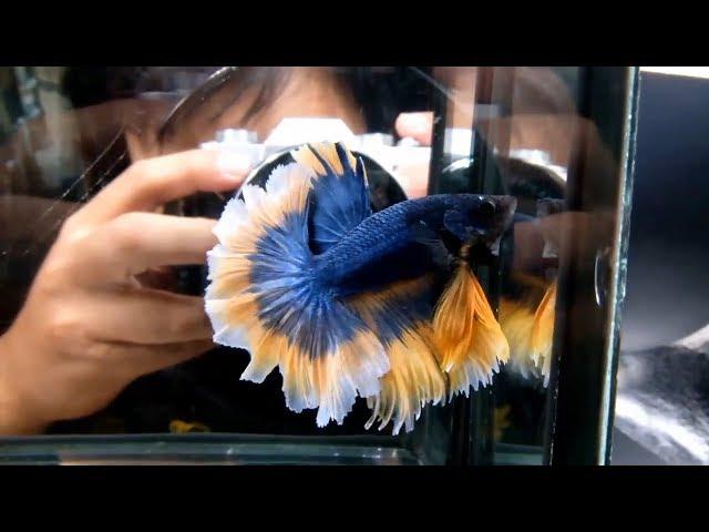 Top 10 Halfmoon Betta Fish 2019