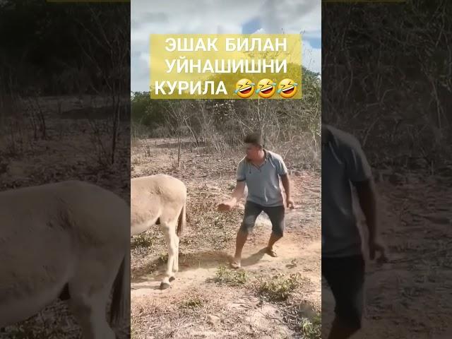 bolani kutiga chup tiqish kere uhshidi #video #shortvideo #shorts #eshak #bola #darkuzb_