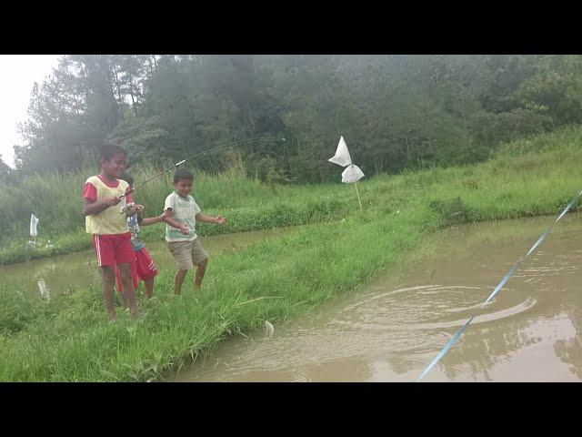 MANCING MANIA LAU BILIK RUMAMIS - KOLAM PANCING RUMAMIS - TAMBAK IKAN RUMAMIS