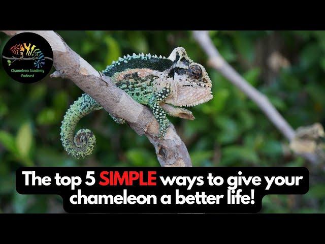Top 5 Simple Ways to Give Your Chameleon a Better Life!
