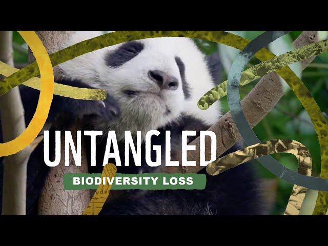 Untangled: Biodiversity loss - why should you care?