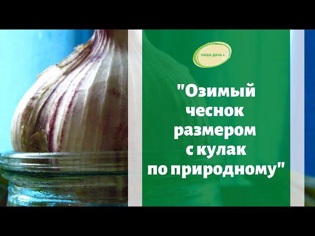 Озимый чеснок по природному.  Как получить огромную головку с размером в кулак. Верхозин Юрий.
