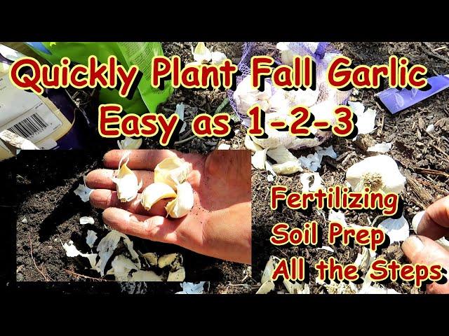 Planting Fall Garlic Made Quick & Easy:  All the Steps From Soil Preparation to Planting Cloves