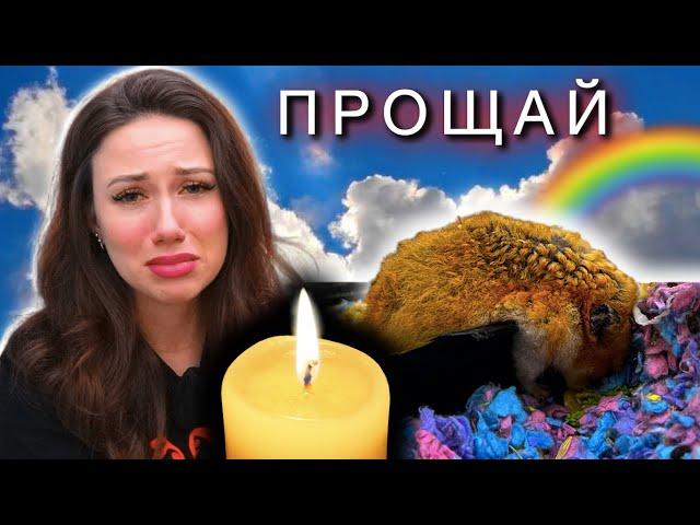 УМЕР ХОМЯК КОГДА СНИМАЛИ СКРЫТЫЕ КАМЕРЫ - Хомячок Эдди 2 Счастливый | Elli Di Pets