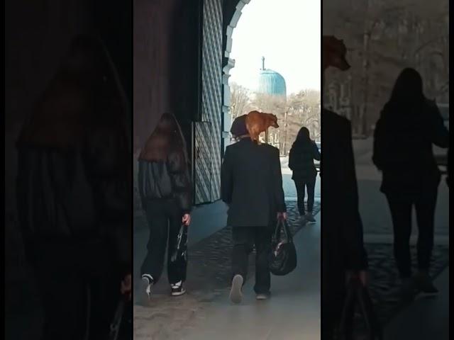 Собака на плече. Наблюдение в Питере#прикол#собака#животные#смешныеживотные