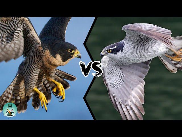 PEREGRINE FALCON VS GOSHAWK - Which is the strongest?