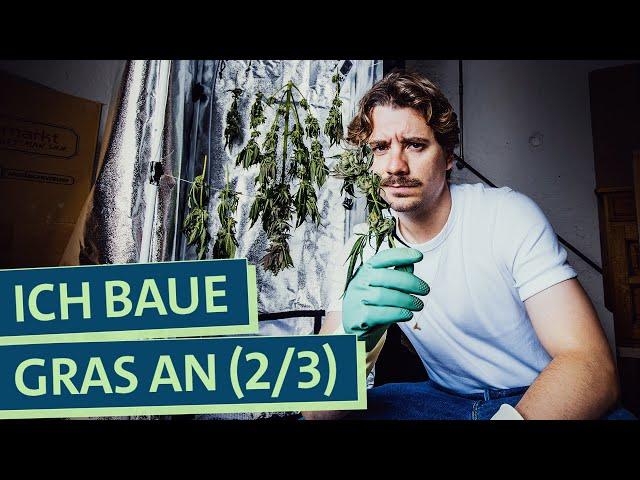 Ernte noch legal? Selbstexperiment Cannabis Anbau: Wie funktioniert's, was kann schief gehen? (2/3)