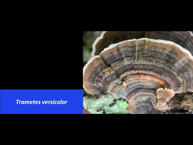 What's That Fungus?- Trametes versicolor