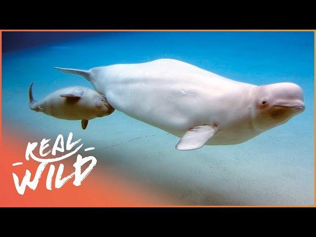 Why Is The Beluga Whale So Closely Connected To Humans? | Call Of The Baby Beluga | Real Wild