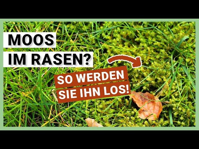 Moos im Rasen - So entfernen Sie Moos richtig (praktische Tipps)