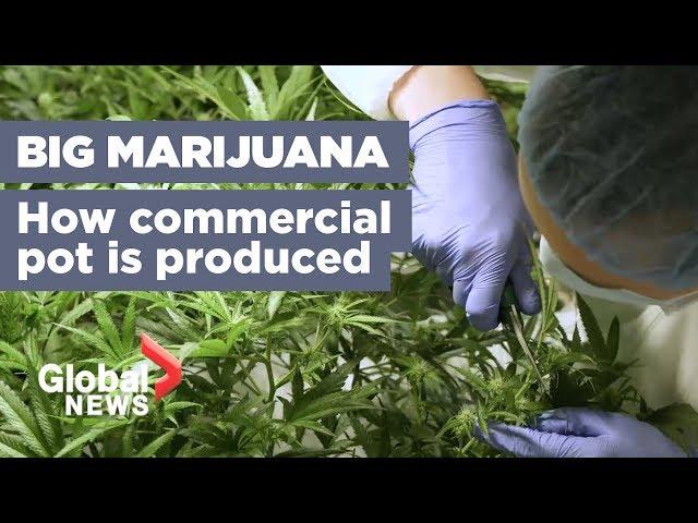 Growing marijuana 101: How your pot is being produced ahead of legalization