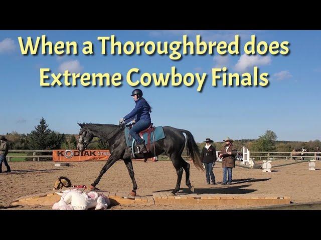 Thoroughbred Champion at Extreme Cowboy Racing Provincial Finals