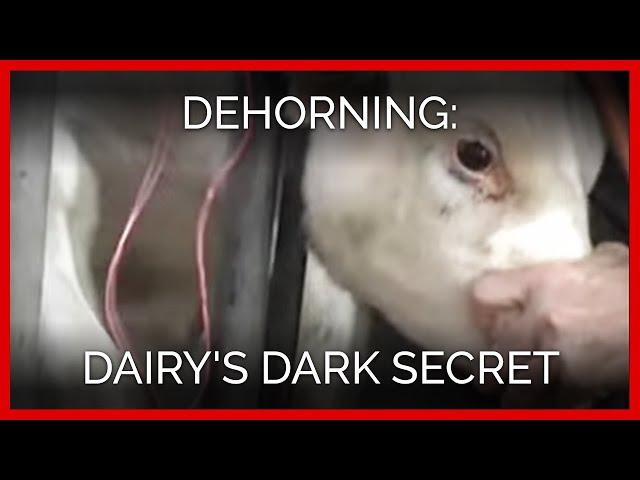 Dehorning: Dairy's Dark Secret