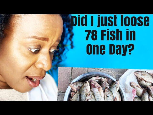 HOW TO STOP FISH MORTALITIES |WHY WE LOST 78 FISH IN ONE POND ON ONE DAY#TILAPIA FARMING 4 BEGINNERS