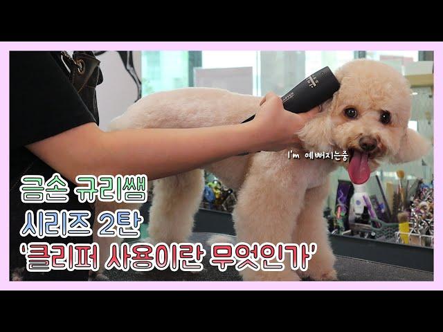 클리퍼 어떻게 써야할지 모르겠다면? 슬리커, 콤, 바리깡 사용의 모든방법 pet grooming, self grooming, dog, cat, clipper, selfcare