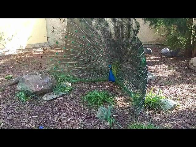 Páv korunkatý - Indian peafowl