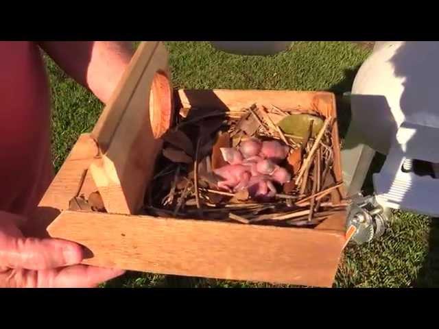 Purple Martins