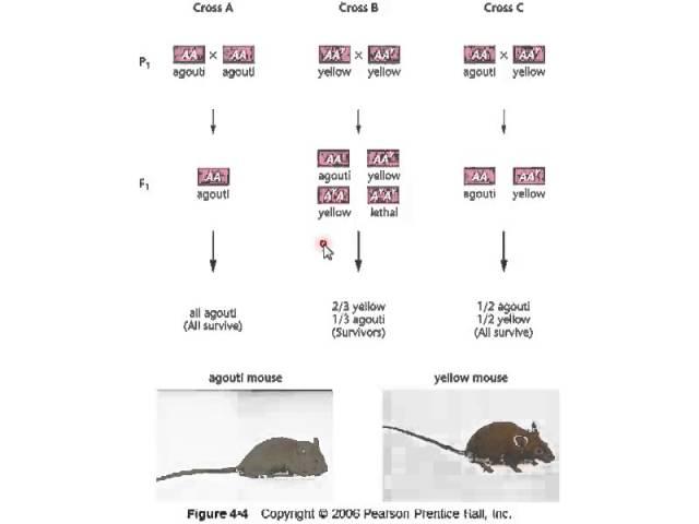 Recessive and Dominant Lethal Allele Lecture