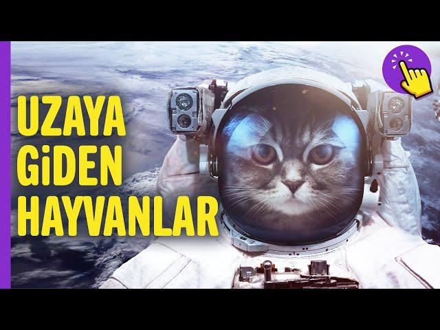 Uzaya giden hayvanlar! | Hayvanlar Alemi | İlginç bilgiler | Aklında olsun