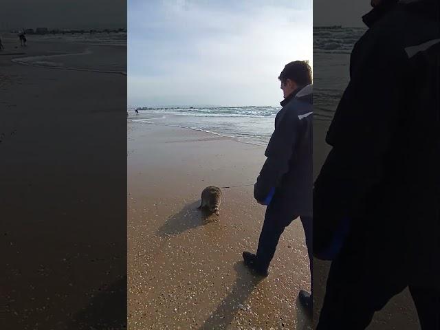 в Анапе штормом выбросило сухогруз на мель #ямыилюша #море   #анапа #енотилюша