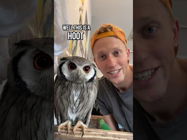 Visiting an OWL CAFE in Tokyo, Japan! #shorts