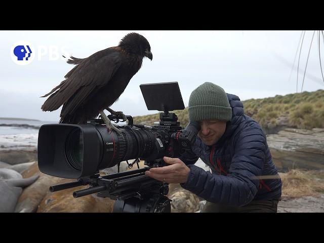 Filming the World's Smartest Raptors