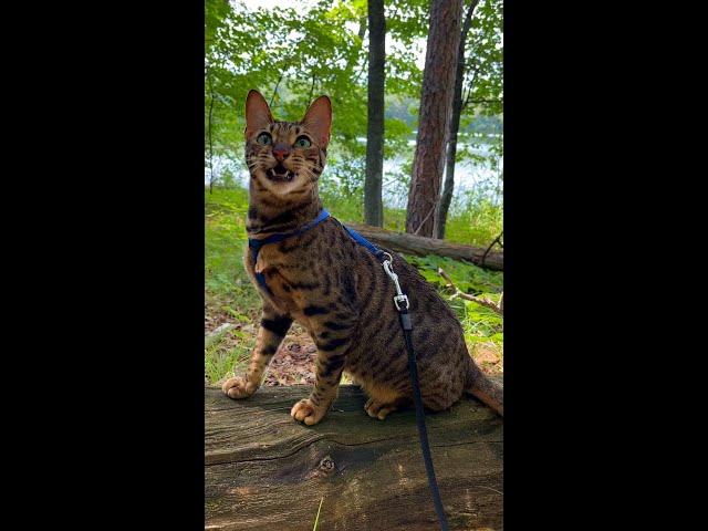 Cats chirp to imitate bird sounds and appear less of a threat to prey ​#outdoorsavannah