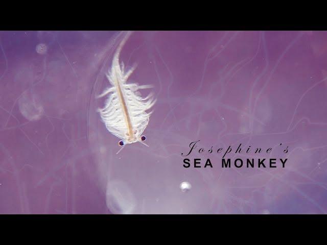 Josie's Sea Monkey Swimming (extreme close-up)