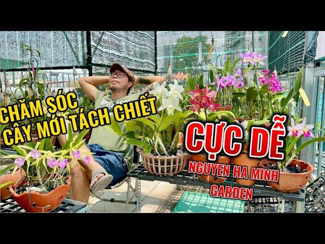  Chăm sóc lan cattleya mới tách chiết cực dễ mà không phải ai cũng biết.