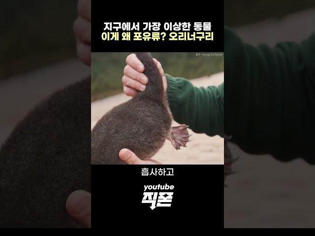 학자들도 분류를 포기한 미스터리한 포유류 '오리너구리' #동물