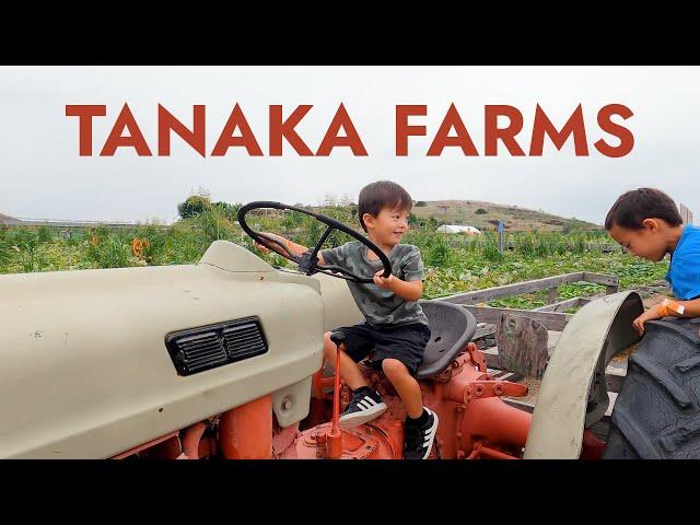 Tanaka Farms in Irvine with Kids in Fall - Pumpkin Patch, Tractor Ride, Petting Zoo 4K
