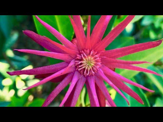 Illicium floridanum (Florida Anise Tree) | Must see September 2021