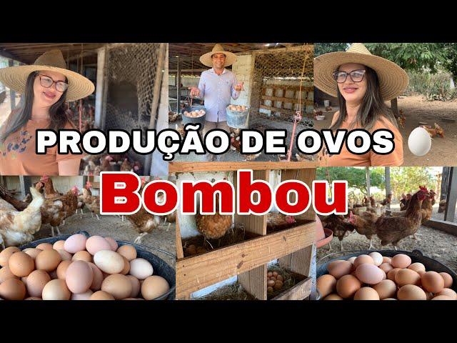 PRODUÇÃO DE OVOS BOMBOU VAMOS FALAR TUDO SOBRE O AUMENTO DA PRODUÇÃO DE OVOS pathy vida na roça