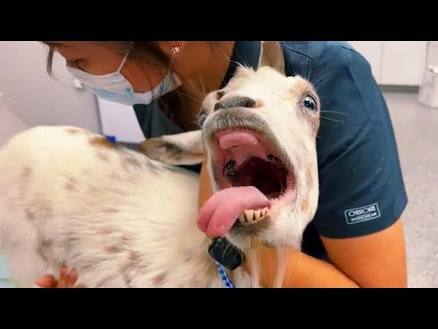 Animal's Dramatic Reaction at the Vet  Funniest Animal Moments 2024