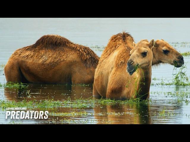 Wild Encounters of Arabia's Oasis | Arabian Inferno 101